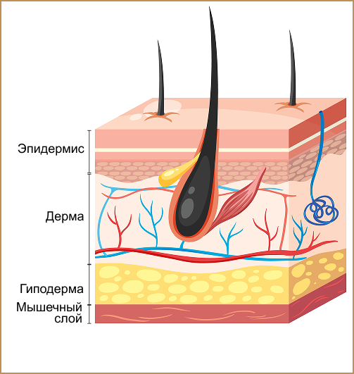 Схема слоев кожи
